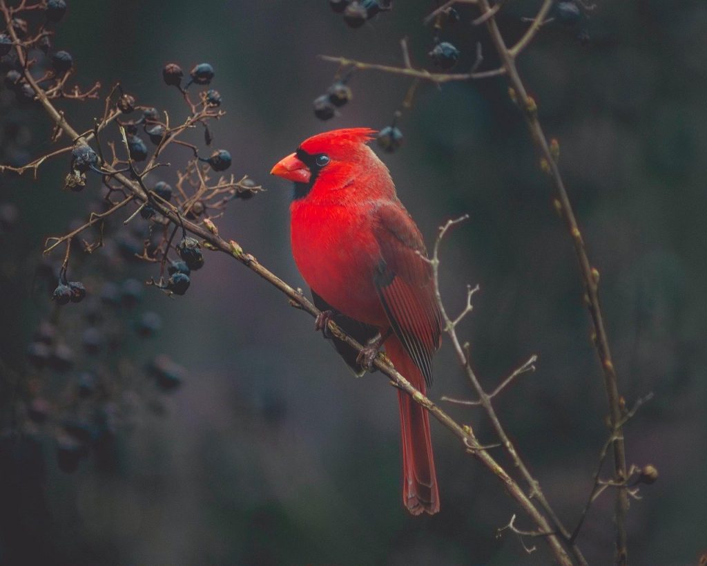 Maile Cardinal Gallery – Kiawah Island Photography Club