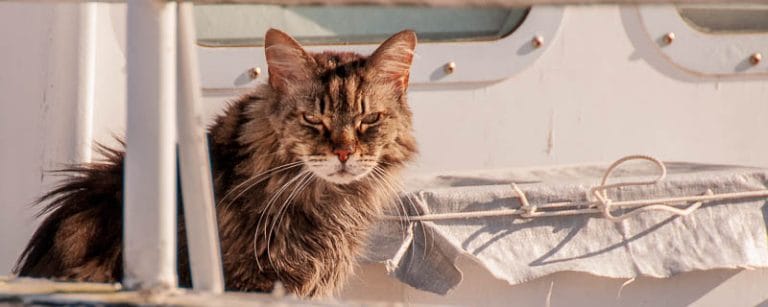 Cat Pano for KIPC featured