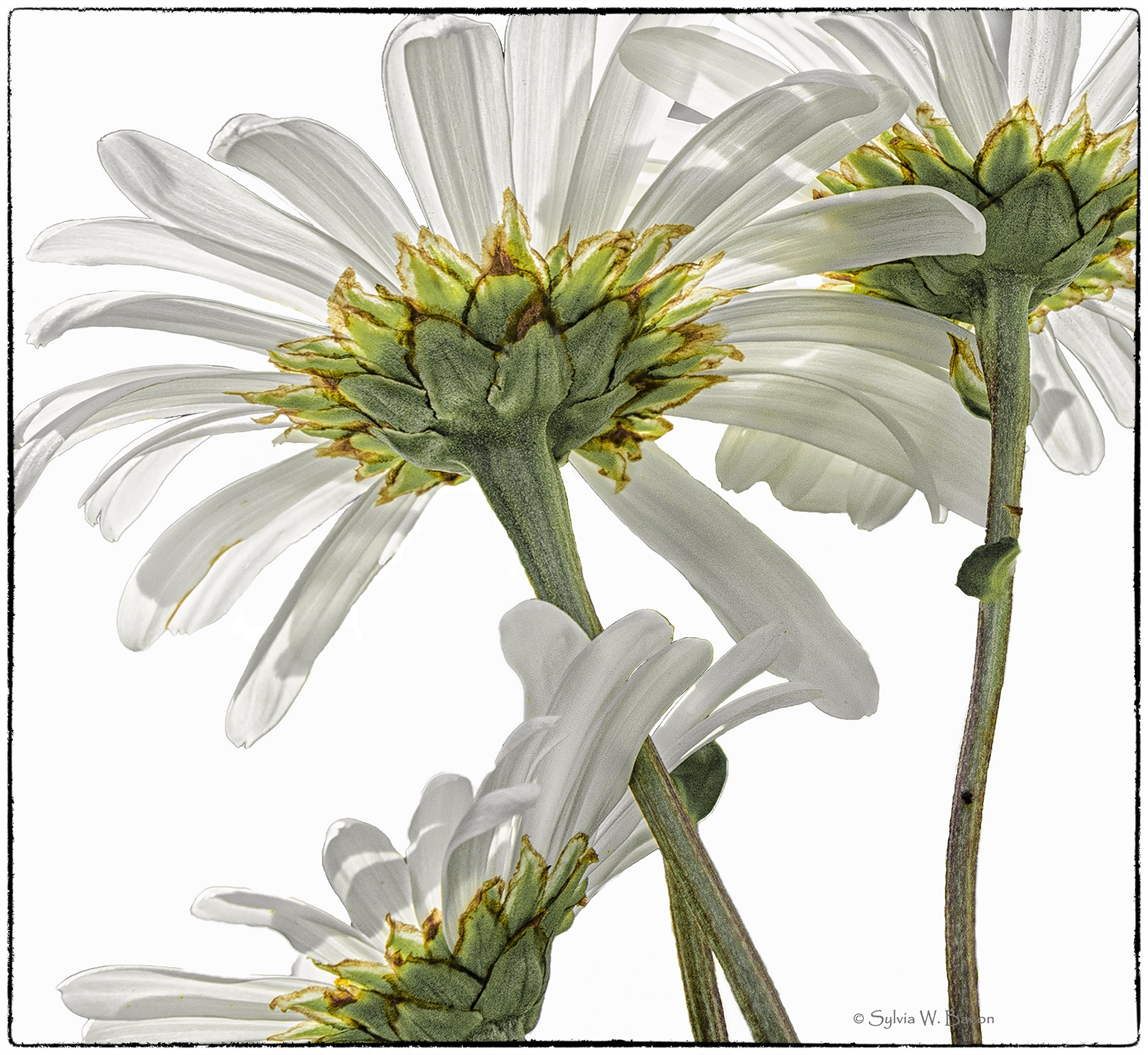 DSC_6041-1cr-3cr Sylvia Bacon