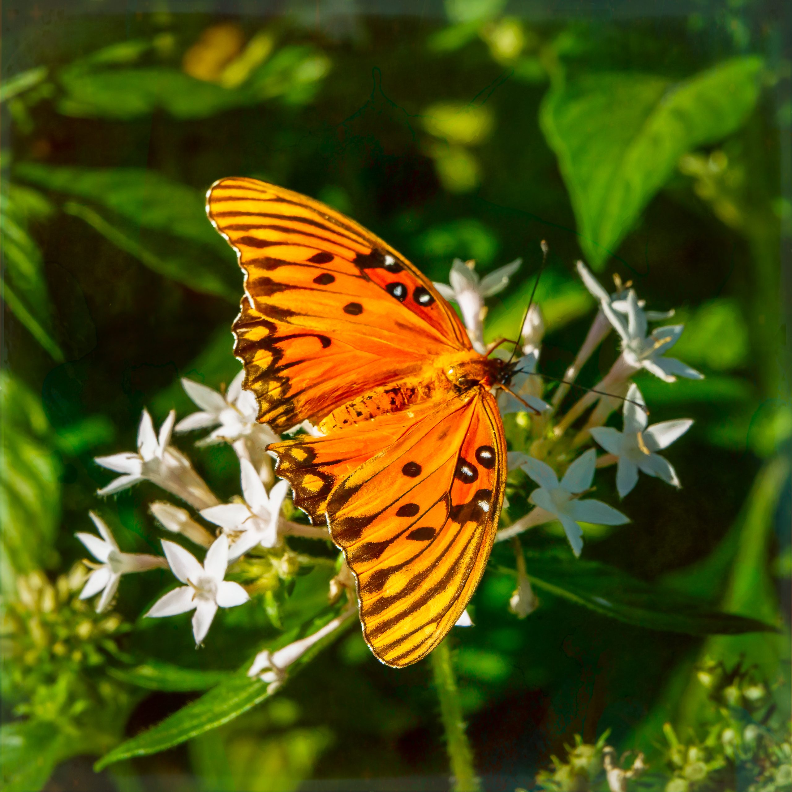 Jeri Mearns Boone Hall Butterflies Gulf Fritilary