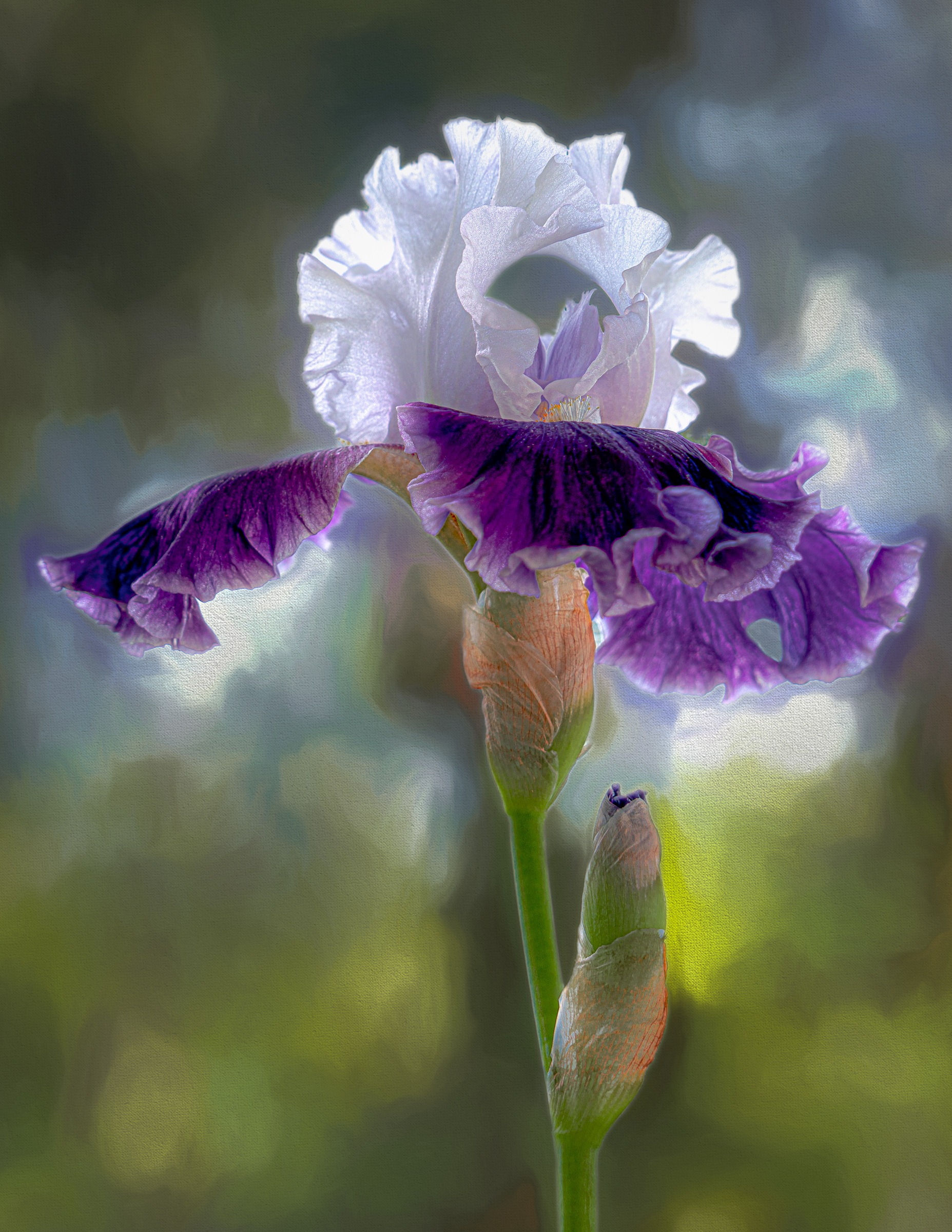 05-01-21 Purple & Lavender Iris