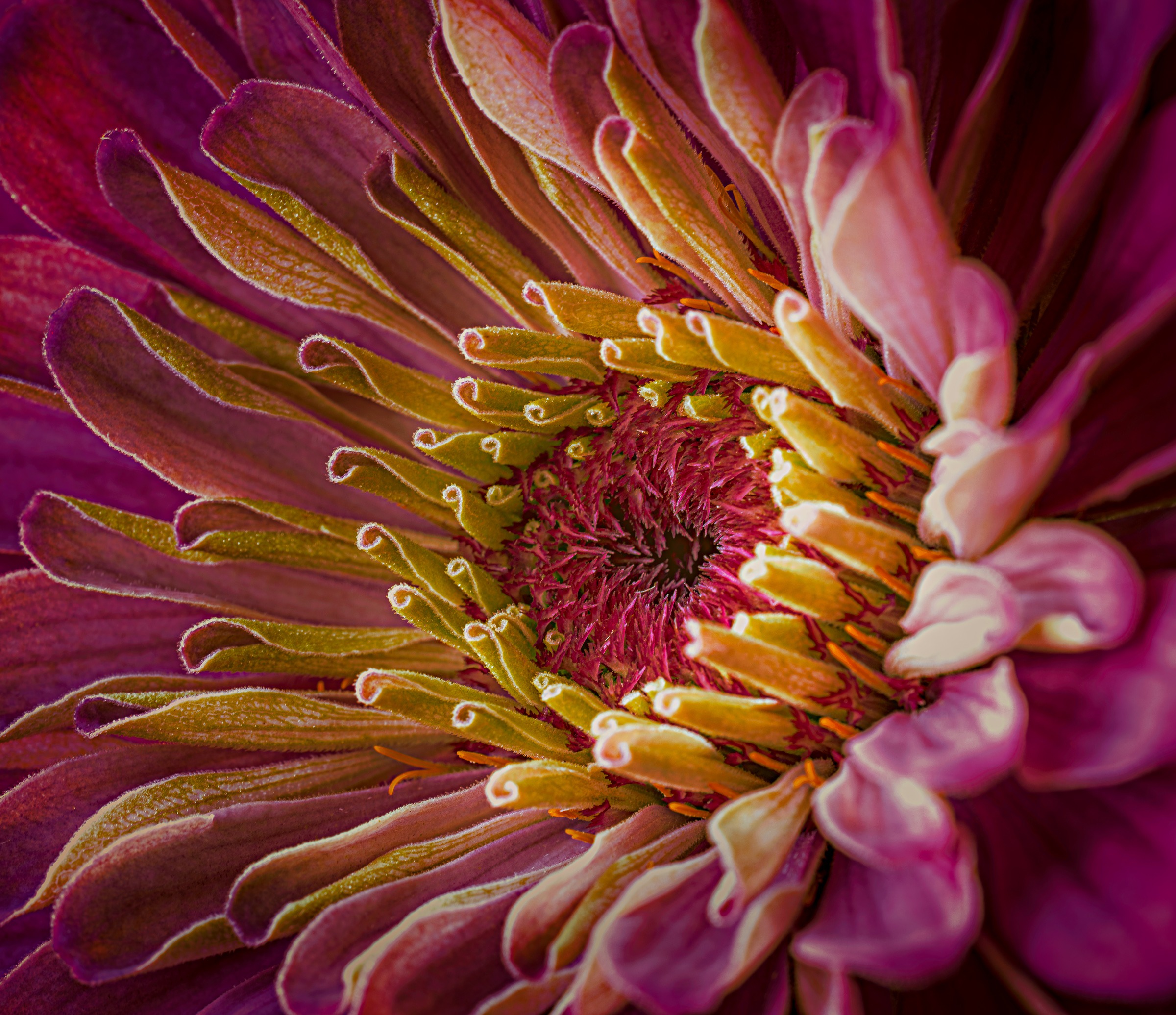 Jeri Mearns - zinnia