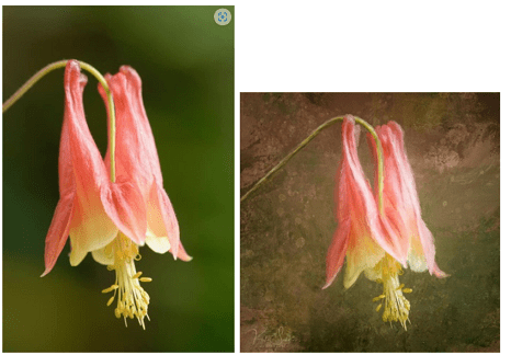 Kate Sylvia ProCreate 1