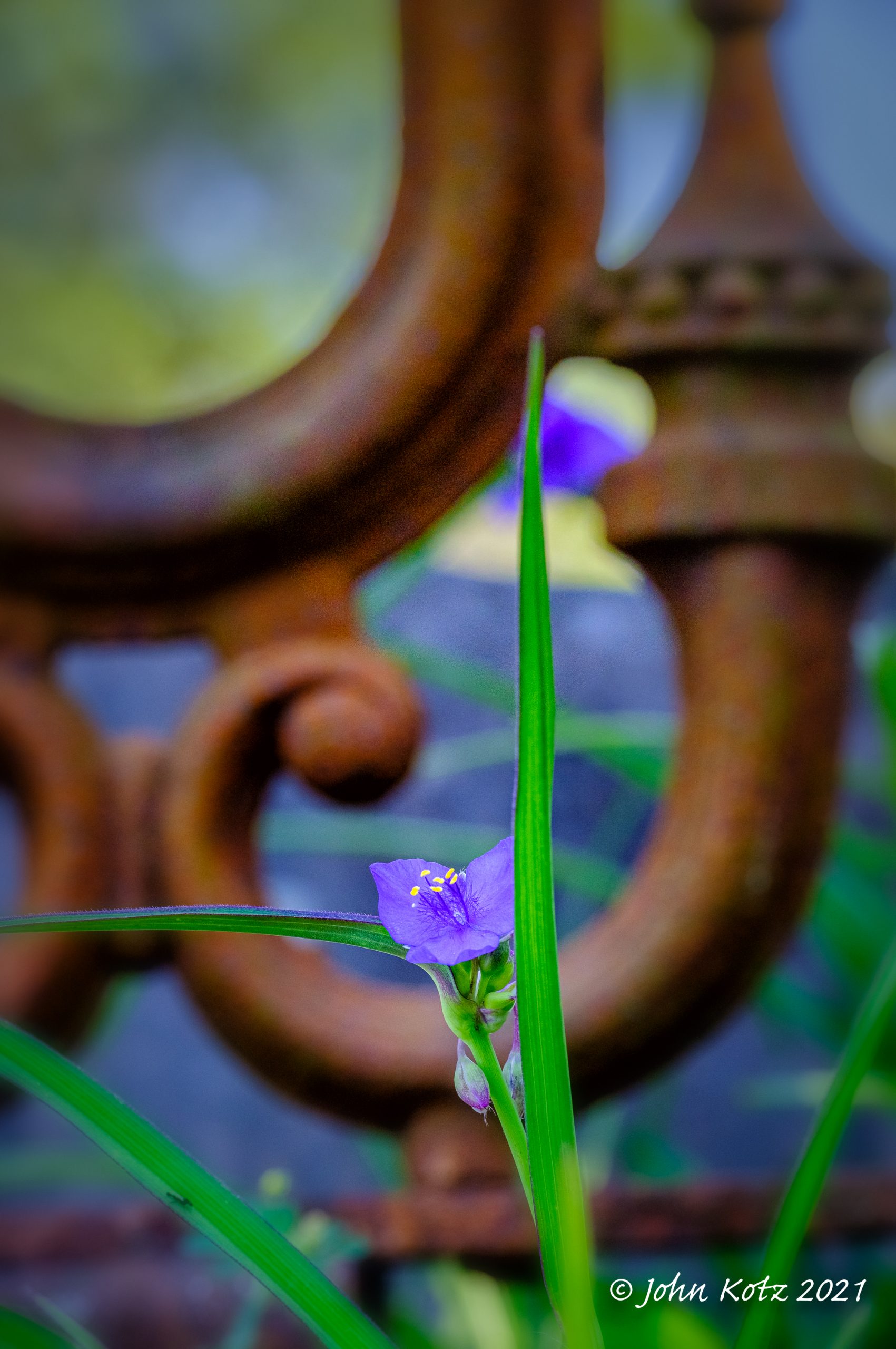 Magnolia Cemetery - John Kotz - 178660-