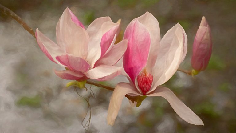 Magnolias