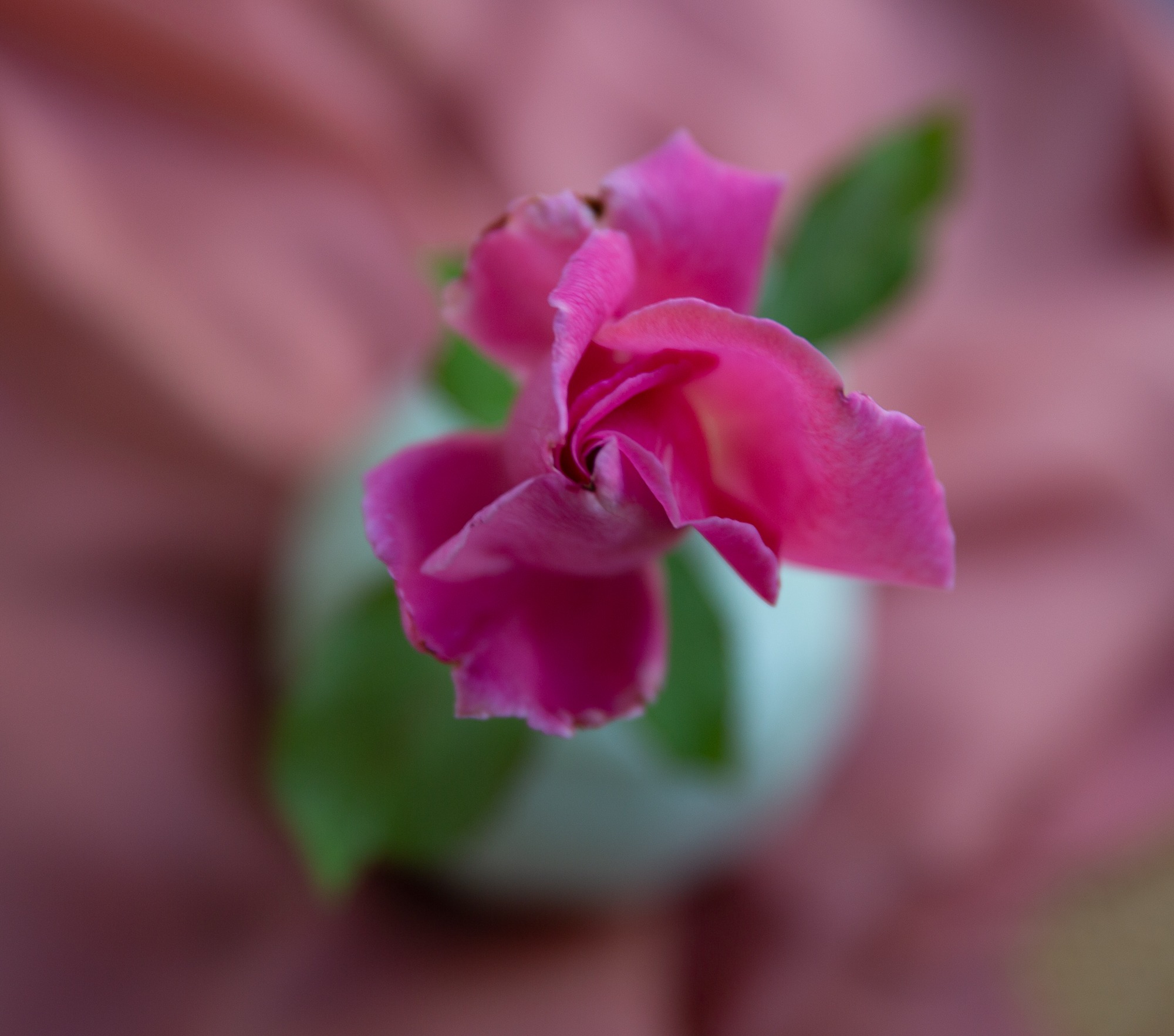 Sue Corcoran Flower Portraits Rose -4926