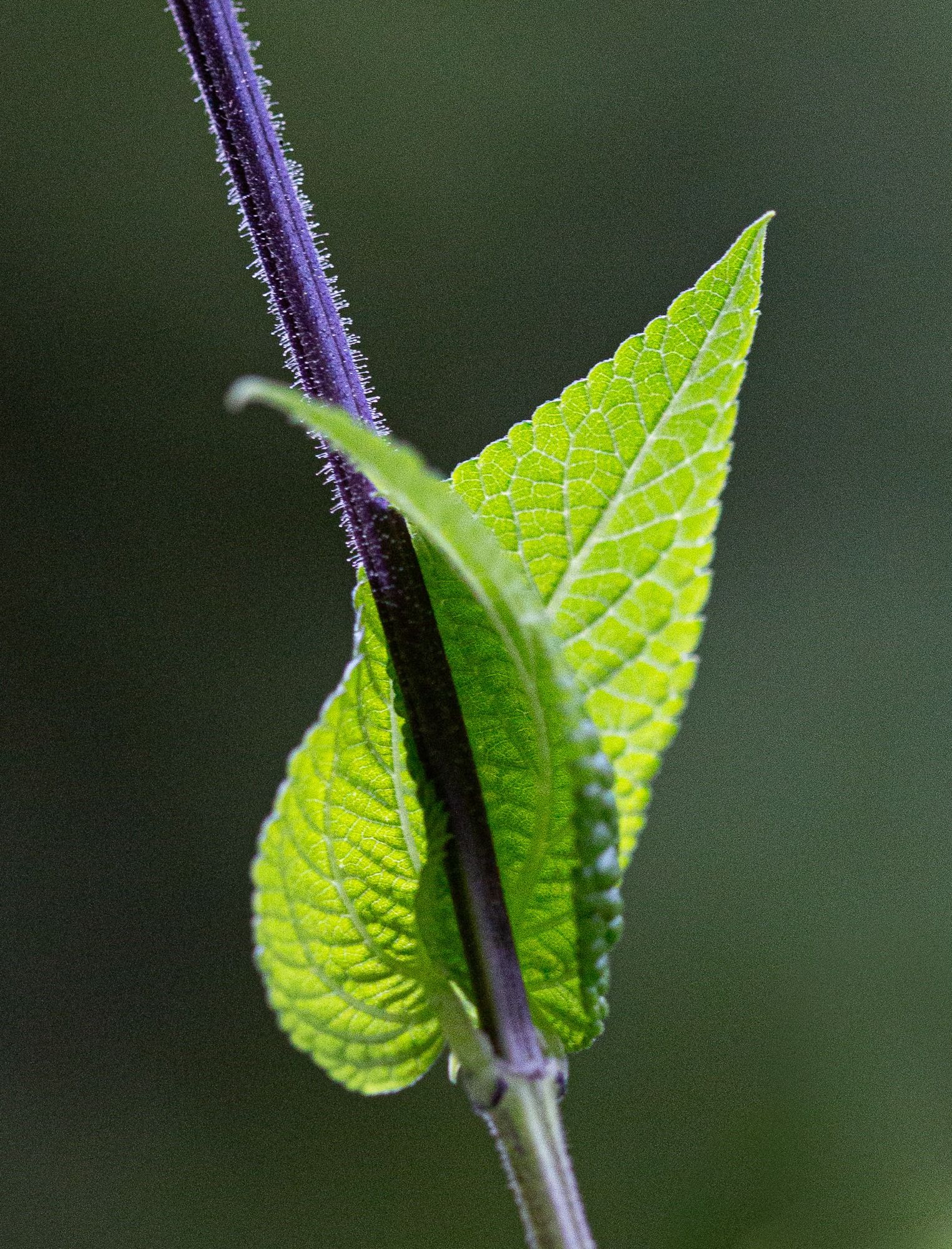 Sue Corcoran Flower Portraits Salvia-4904