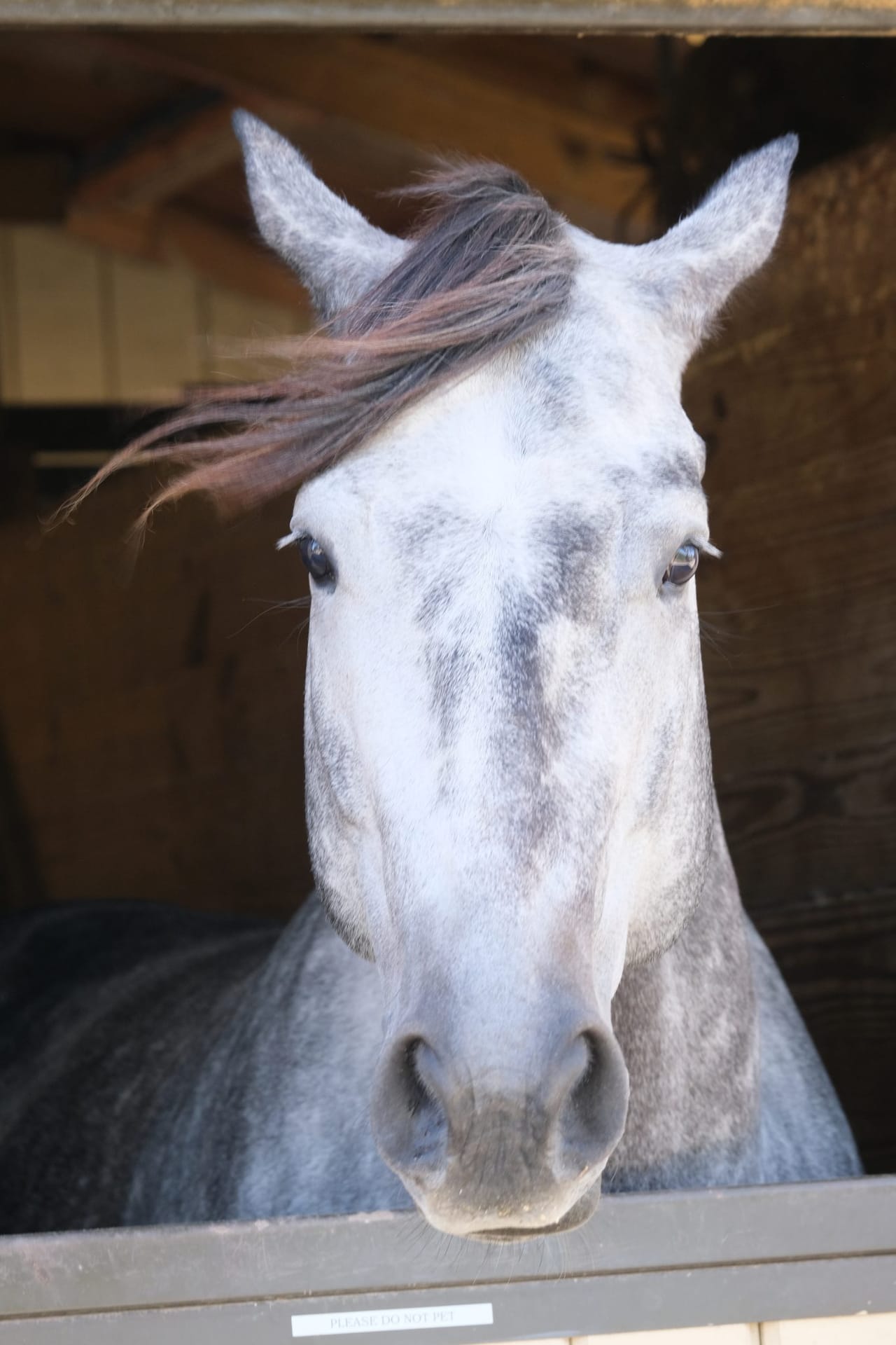 Gallery Seabrook Equestrian Center Horse Portraits Kiawah Island